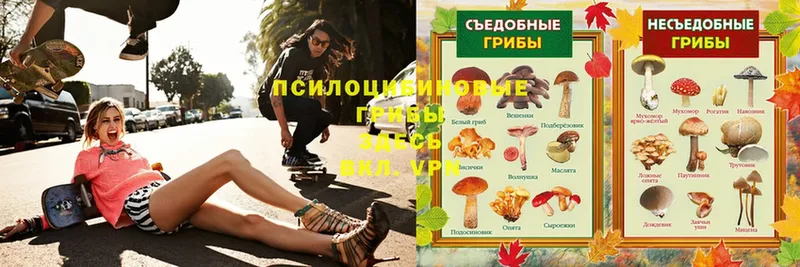 MEGA рабочий сайт  купить наркоту  Каргат  Псилоцибиновые грибы Psilocybe 